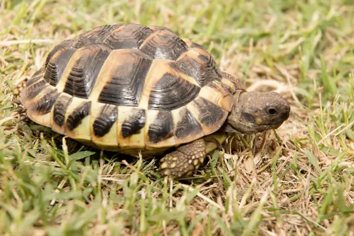 Hermann tortoise