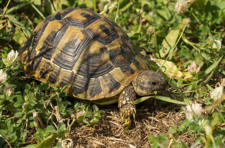 The Ultimate Guide To Various Types Of Tortoise Species In The UK!