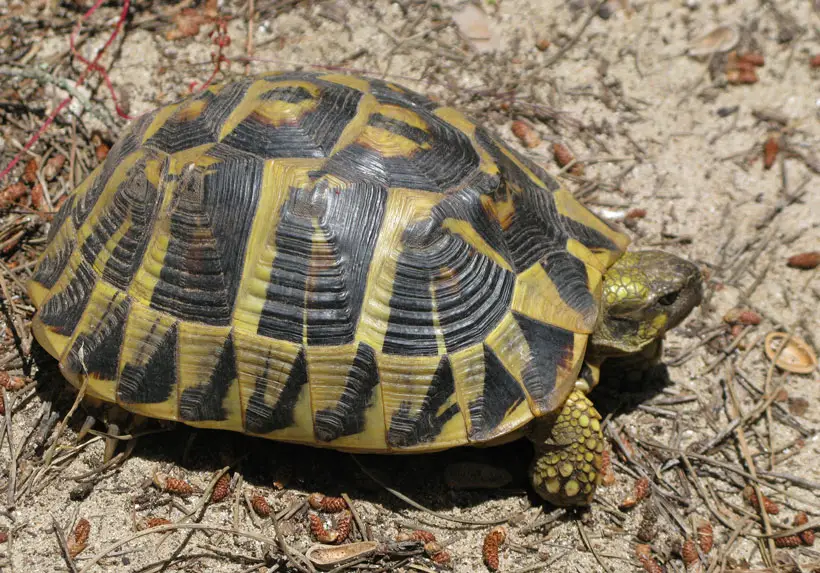 Hermann's Tortoise