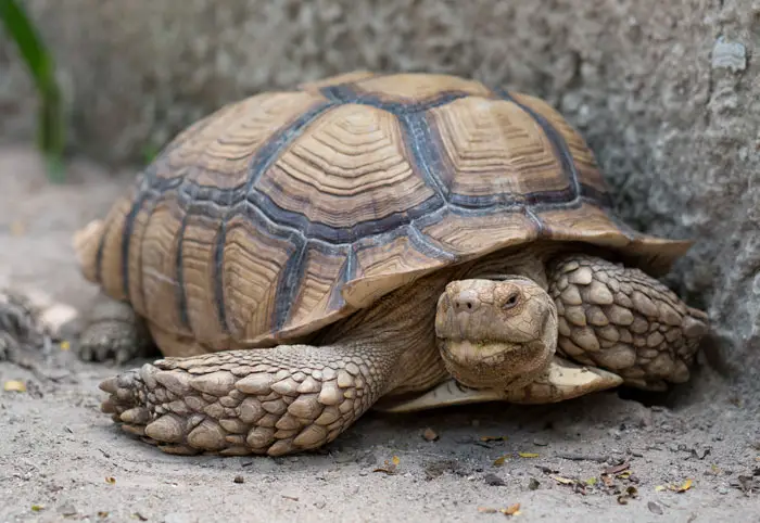 How Are Tortoises Adapted To Their Wild Habitats