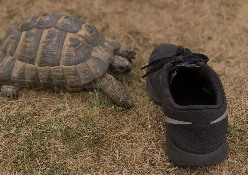 How Can I Prevent Headbutting In My Pet Tortoises