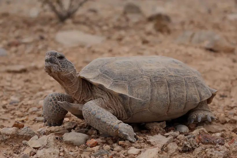 How Can We Prevent the Extinction of Tortoises in The United States