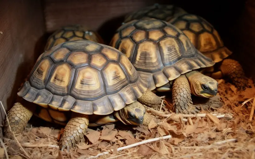 How Do Russian Tortoises Hibernate