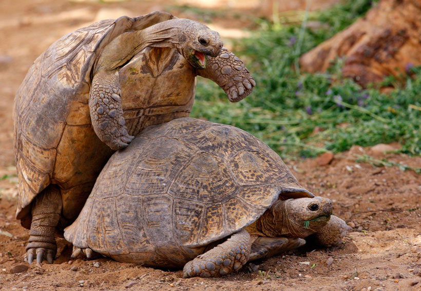 How Do Tortoise Mate