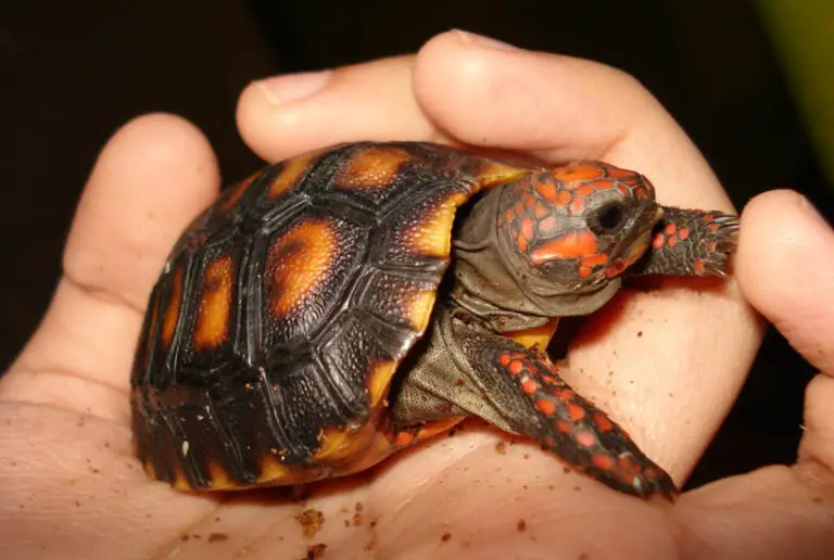 Baby Red Foot Tortoise Care A Comprehensive Guide