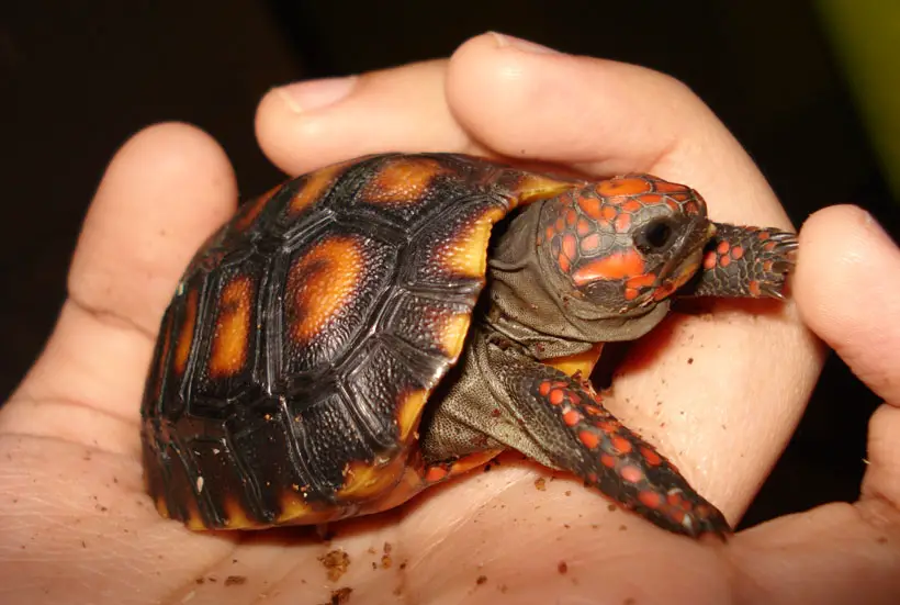 How Do You Handle A Baby Red Foot Tortoise