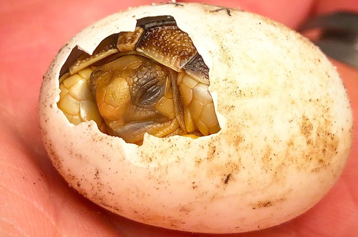 How Do You Know If A Turtle Egg Is Fertile
