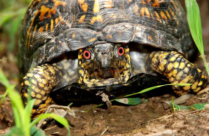 How Long After Mating Does A Box Turtle Lay Eggs
