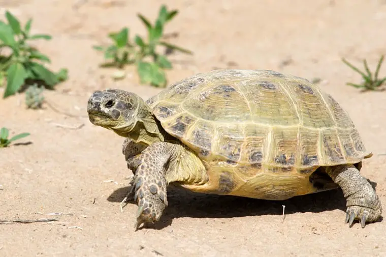 How Long Can A Russian Tortoise Go Without Water