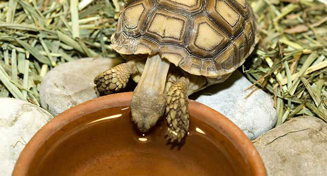 How Long Can A Tortoise Go Without Water