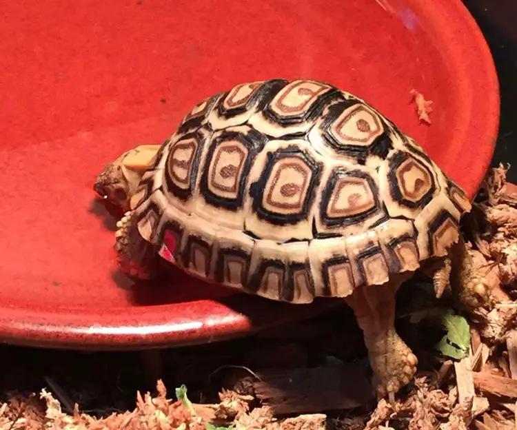 How Long Can Tortoise Go Without Water