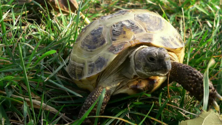 How Long Does A Russian Tortoise Live? An In-Depth Discussion