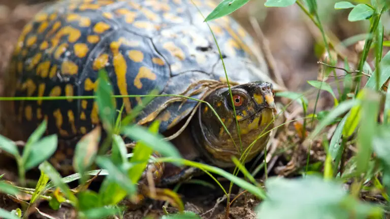 How Many Eggs Do Box Turtles Lay And How Often?