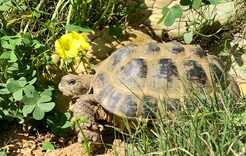 How Much Does A Tortoise Weigh