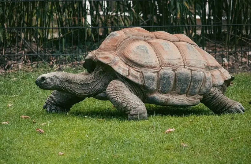 How To Help Your Tortoise Live Longer