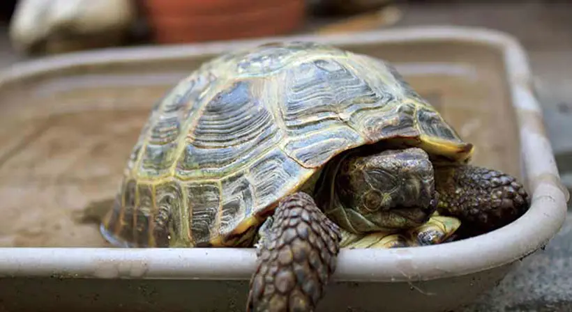 How To Know If The Tortoise Is Hibernating