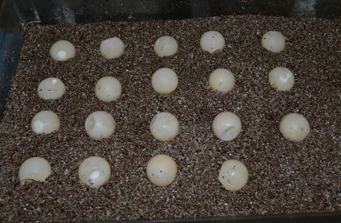 How to take care of turtle eggs