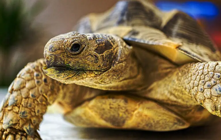 How To Tell How Old A Tortoise Is? Age-Proofing Your Tortoise