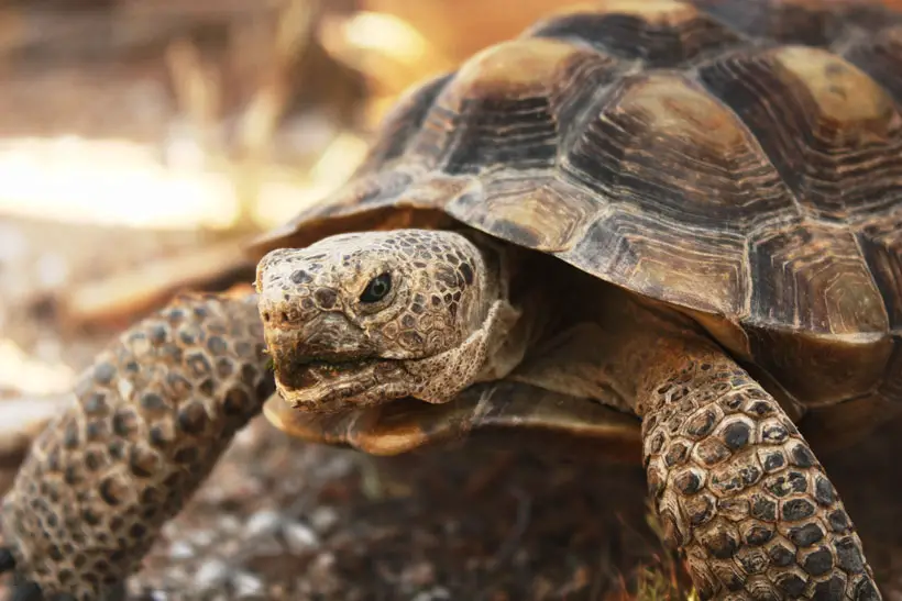 How To Tell If Your Tortoise Is Dehydrated