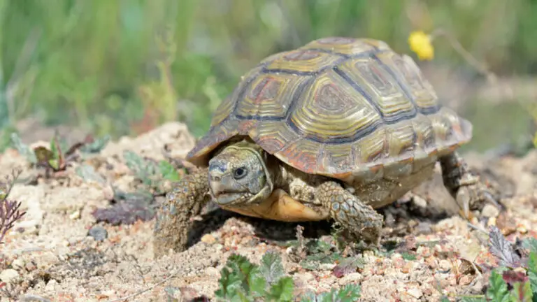 How To Trim A Tortoise Beak Like a Pro? Tips and Techniques
