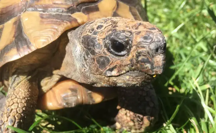 How To Trim A Tortoise Beak Naturally