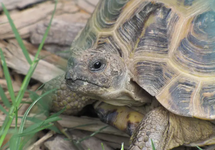 How To Trim A Tortoise Beak