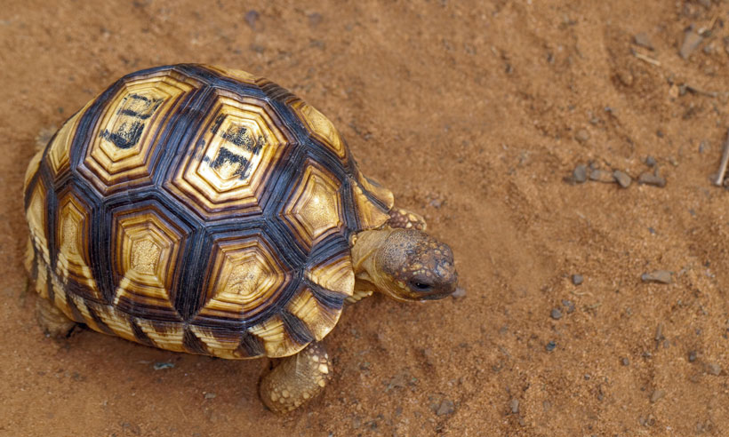 How Tortoise Have Shell