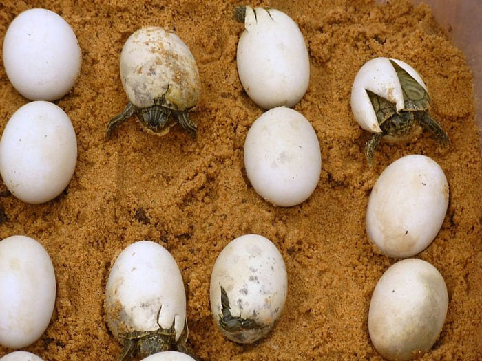 How long does it take turtle eggs to hatch