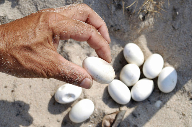 How to hatch turtle eggs at home without an incubator