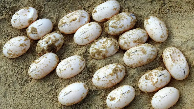 How to Hatch Turtle Eggs At Home Without An Incubator?