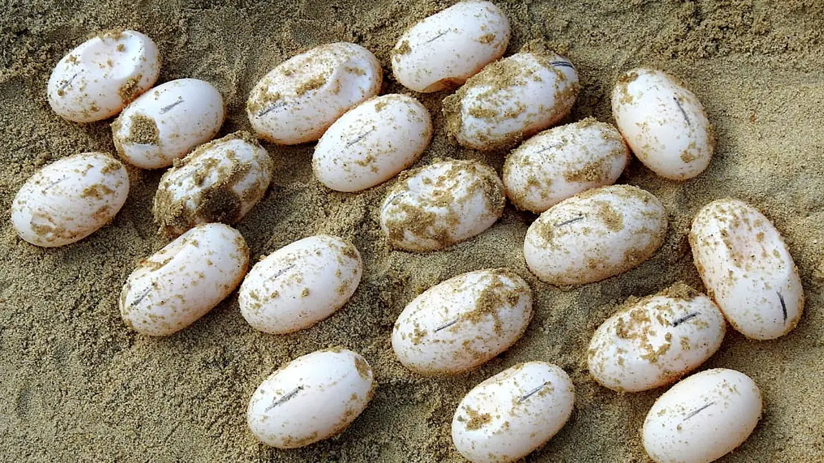How to Hatch Turtle Eggs At Home Without An Incubator