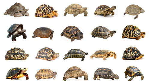 How to Identify What Kind of Tortoise Do I Have