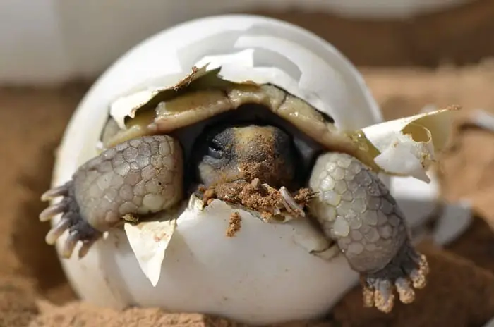 How to hatch box turtle eggs without an incubator