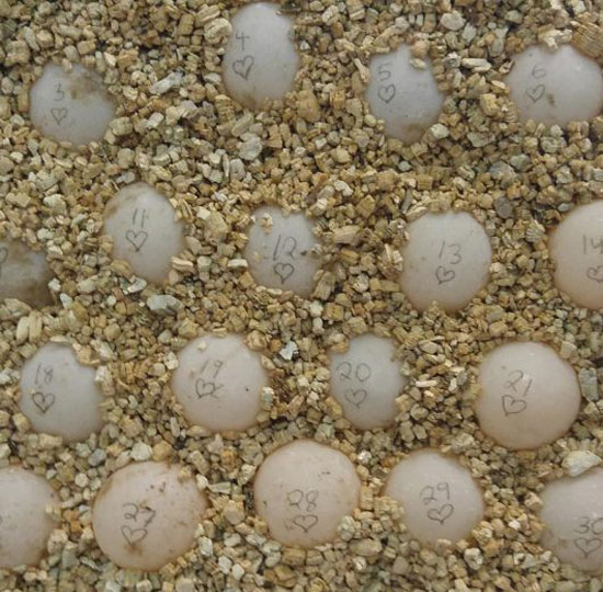 How to take care of turtle eggs without an incubator