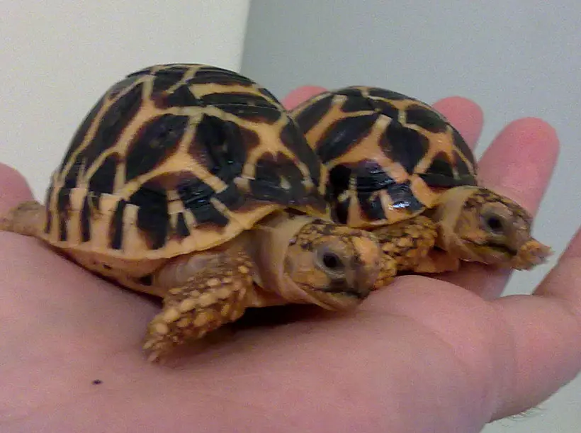 Indian Star Tortoise