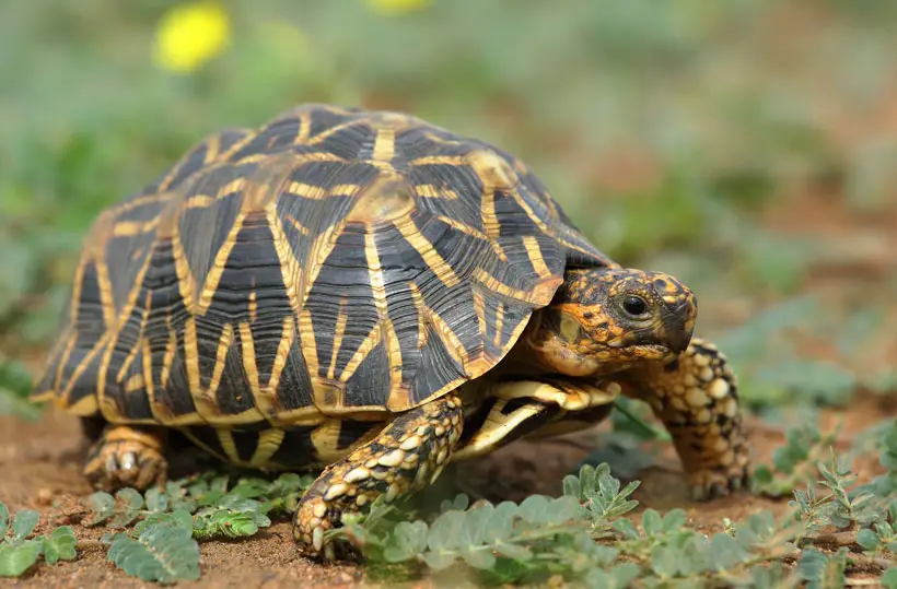 Indian Star Tortoise