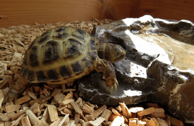 Indoor Tortoise Enclosure Ideas