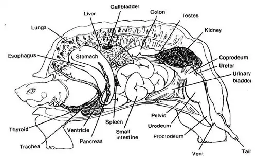 Inside Parts of a Tortoise