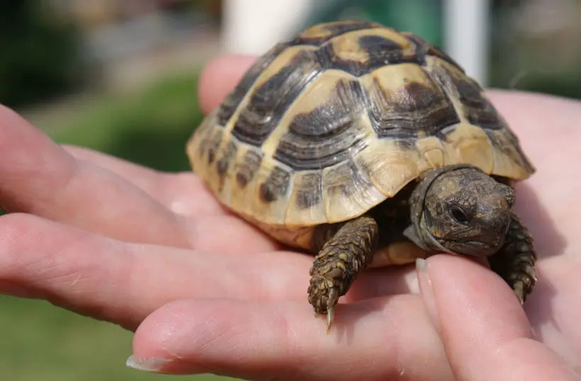 Is It Possible For A Baby Tortoise To Swim