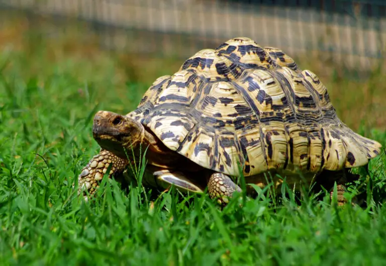 7 Best Pet Tortoise Species for Beginners