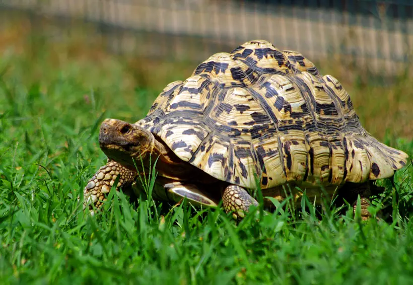 Leopard Tortoise