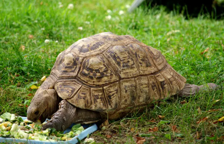 What Kind of Tortoise Do I Have? A Comprehensive Identification Guide