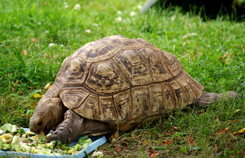 Leopard Tortoise