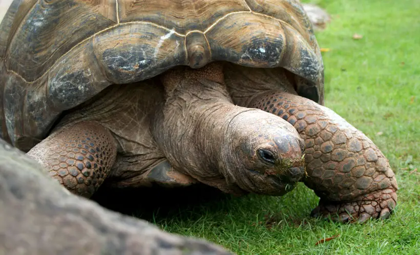 Life Expectancy Of Popular Tortoise Species