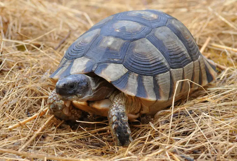 What Kind of Tortoise Do I Have? A Comprehensive Identification Guide