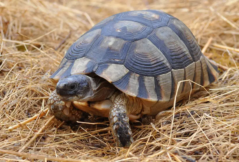 Marginated Tortoise