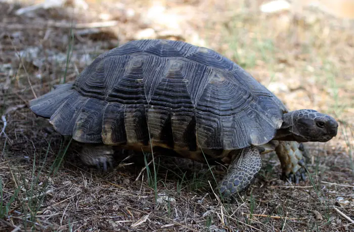 Marginated Tortoise