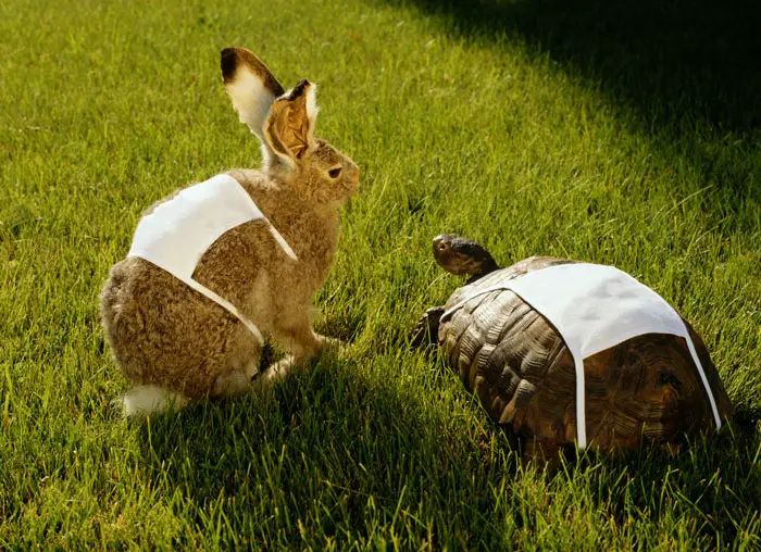 Moral of The Tortoise and the Hare