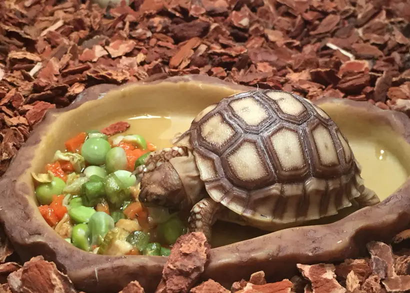 Nutrition and Feeding Guidelines for Baby Sulcata Tortoise