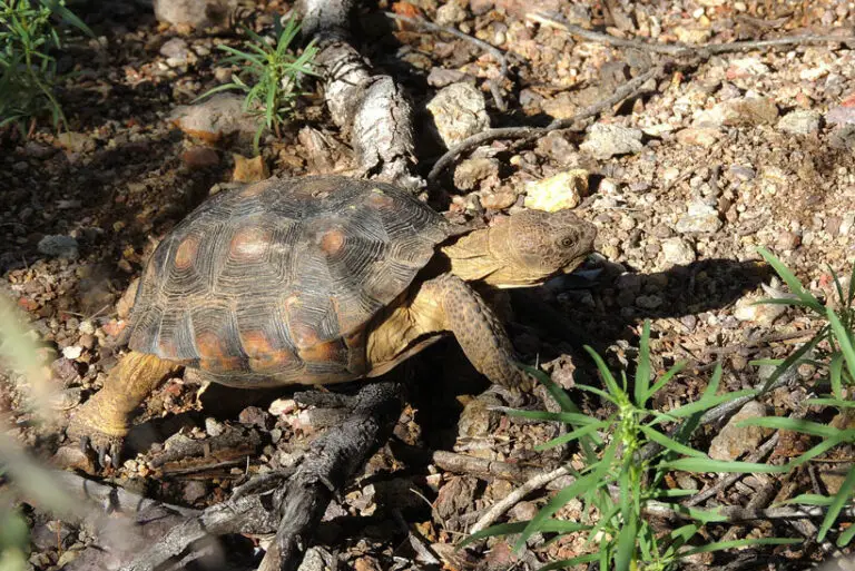 What To Feed A Desert Tortoise? - A Complete Guide